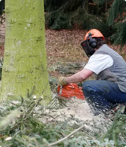 Un homme coupe un arbre avec une tronçonneuse dans les bois.