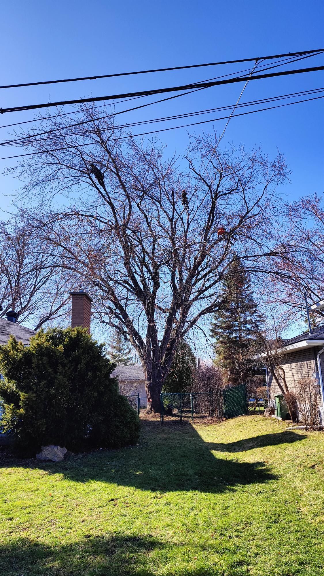 Une maison avec une cheminée et un arbre dans l'arrière-cour.