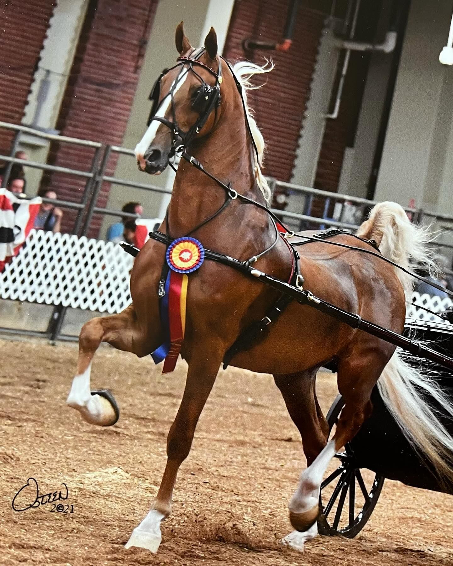 Chestnut horse in harness, raising foreleg, in show ring. Award ribbon on chest, white tail, dark harness.