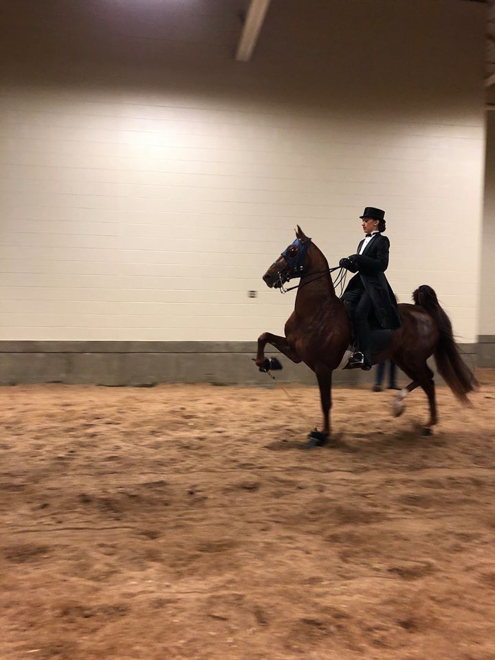 A person in formal attire riding a brown horse inside an arena; horse has one leg raised.