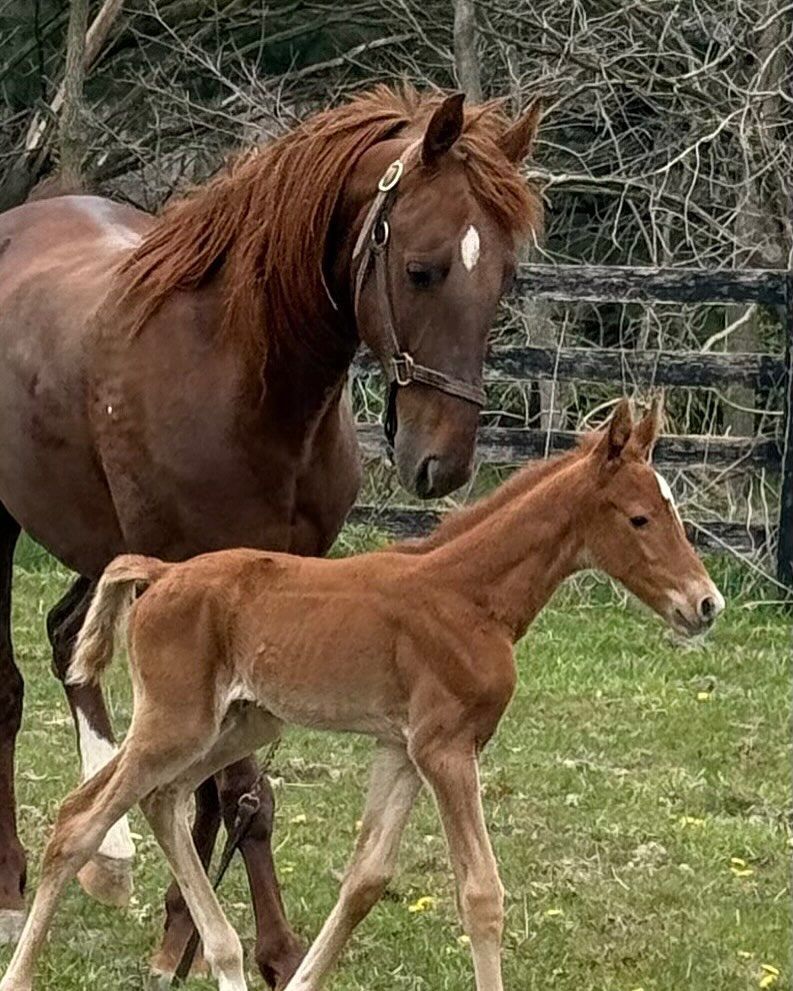 Chestnut horse and foal in a grassy field. The mare is wearing a bridle.