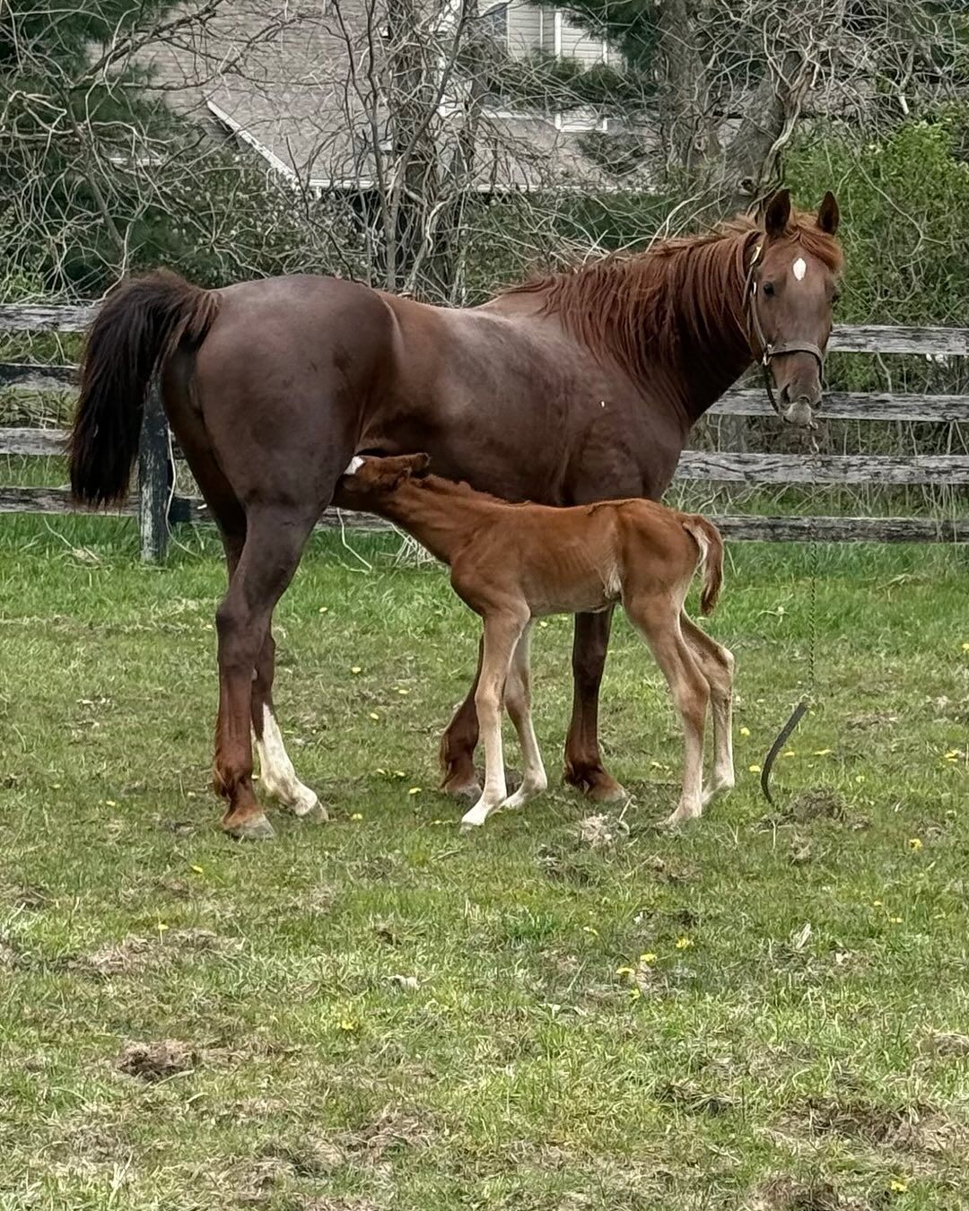 Mare and foal nursing in a grassy field, near a wooden fence. Brown horses, green grass.