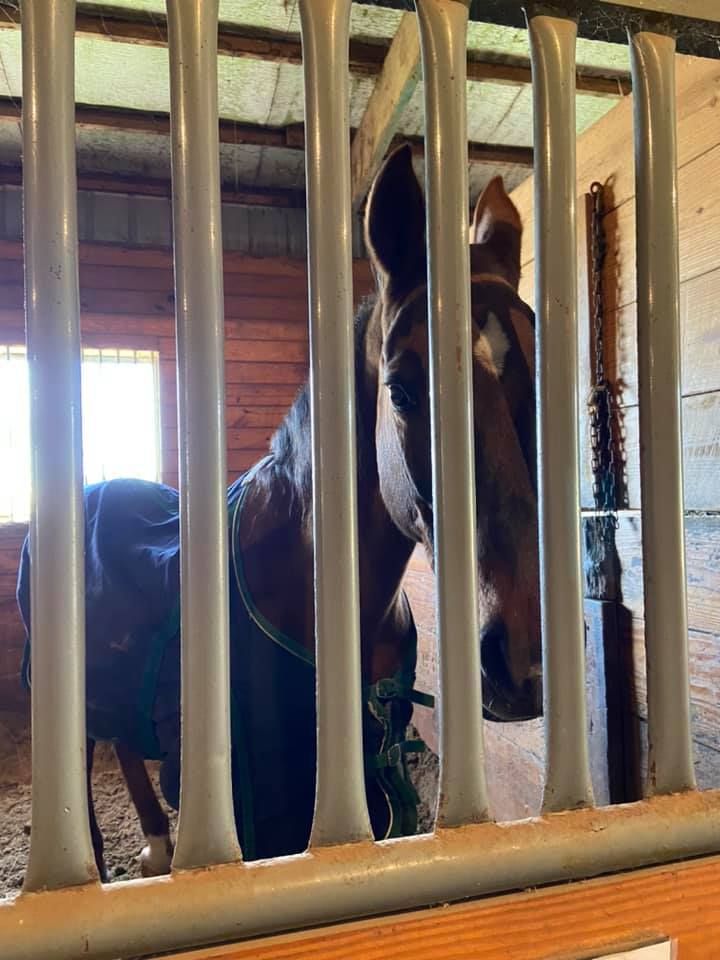 Horse peeks out from stall bars in a barn. Dark coat, wearing a blanket, light background.