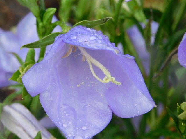 a close up of a purple flower with water drops on it