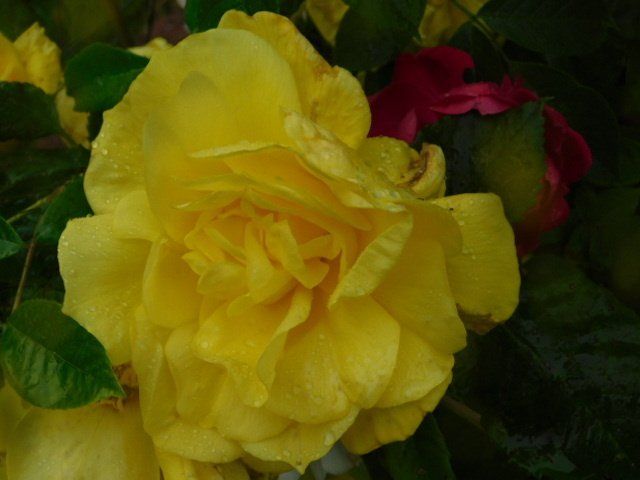 a close up of a yellow rose with green leaves