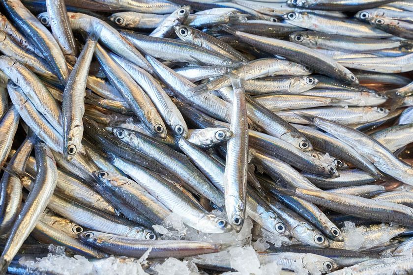 sardine del tirreno