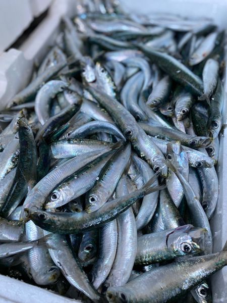 sardina del tirreno
