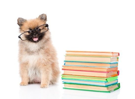 un cane con degli occhiali e accanto dei libri