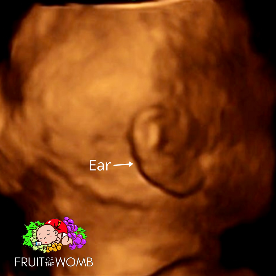 a baby 's ear is shown in an ultrasound
