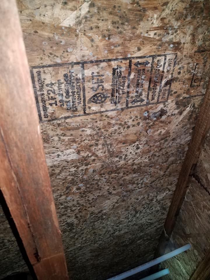 For mold remediation in Medford, OR, trust ACE Water Damage and Restoration