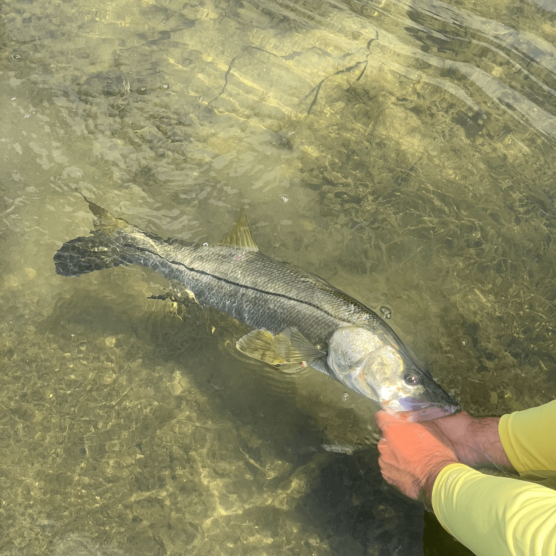 A person is releasing a Snook in their hands in the water.