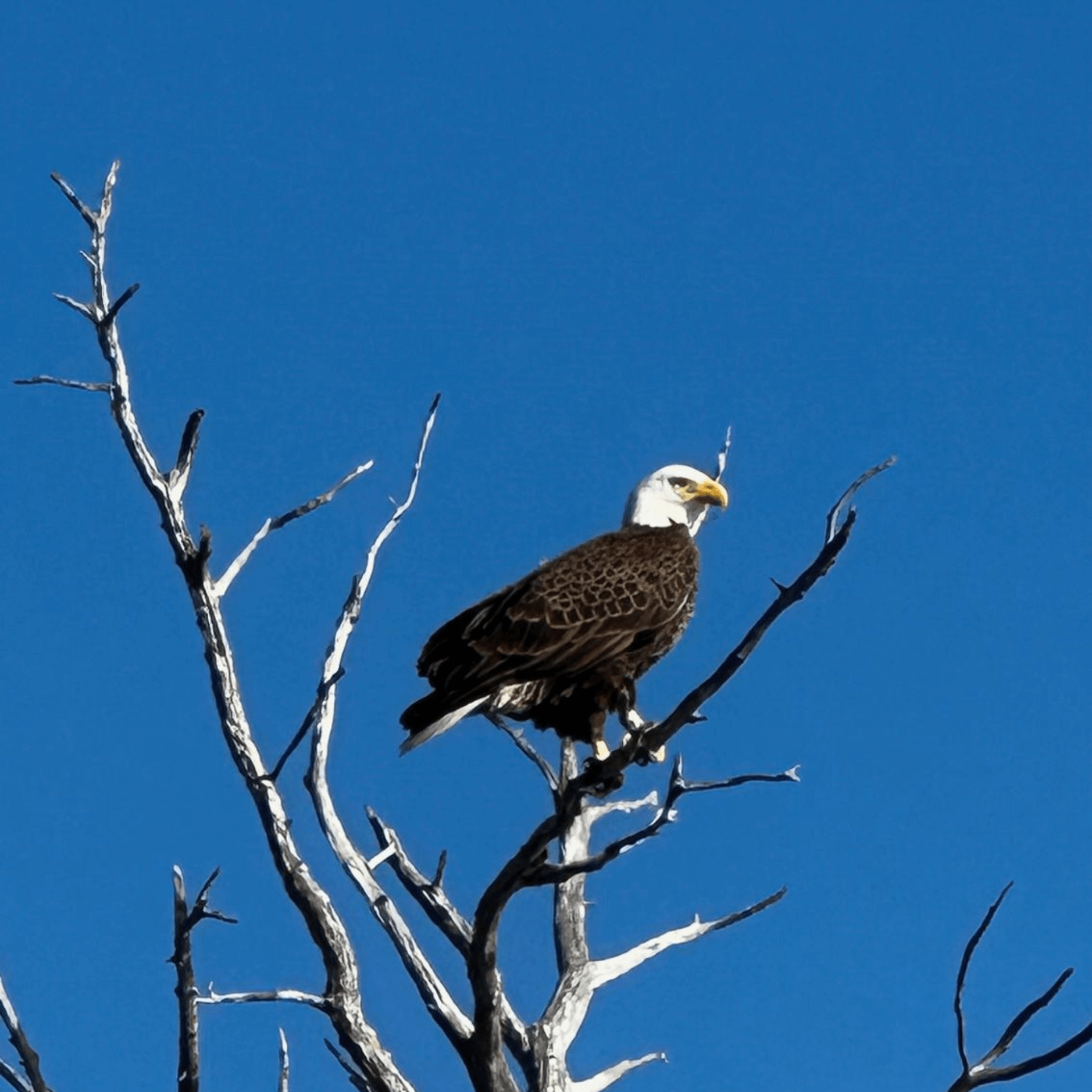 A bald eagle perched on a tree branch with a blue sky in the background in homosassa