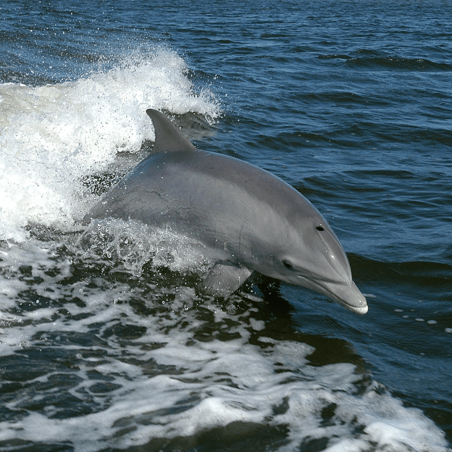 A dolphin is jumping out of the water