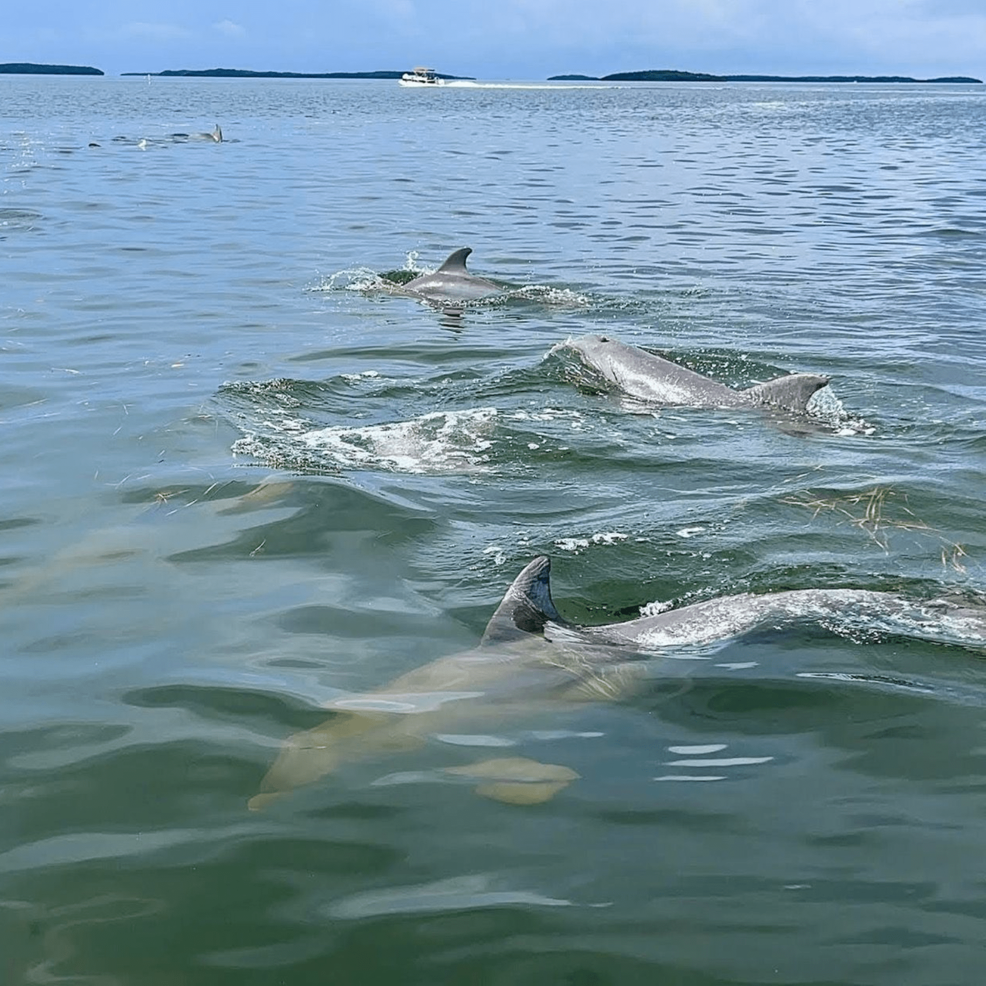 A group of dolphins are swimming in the ocean.