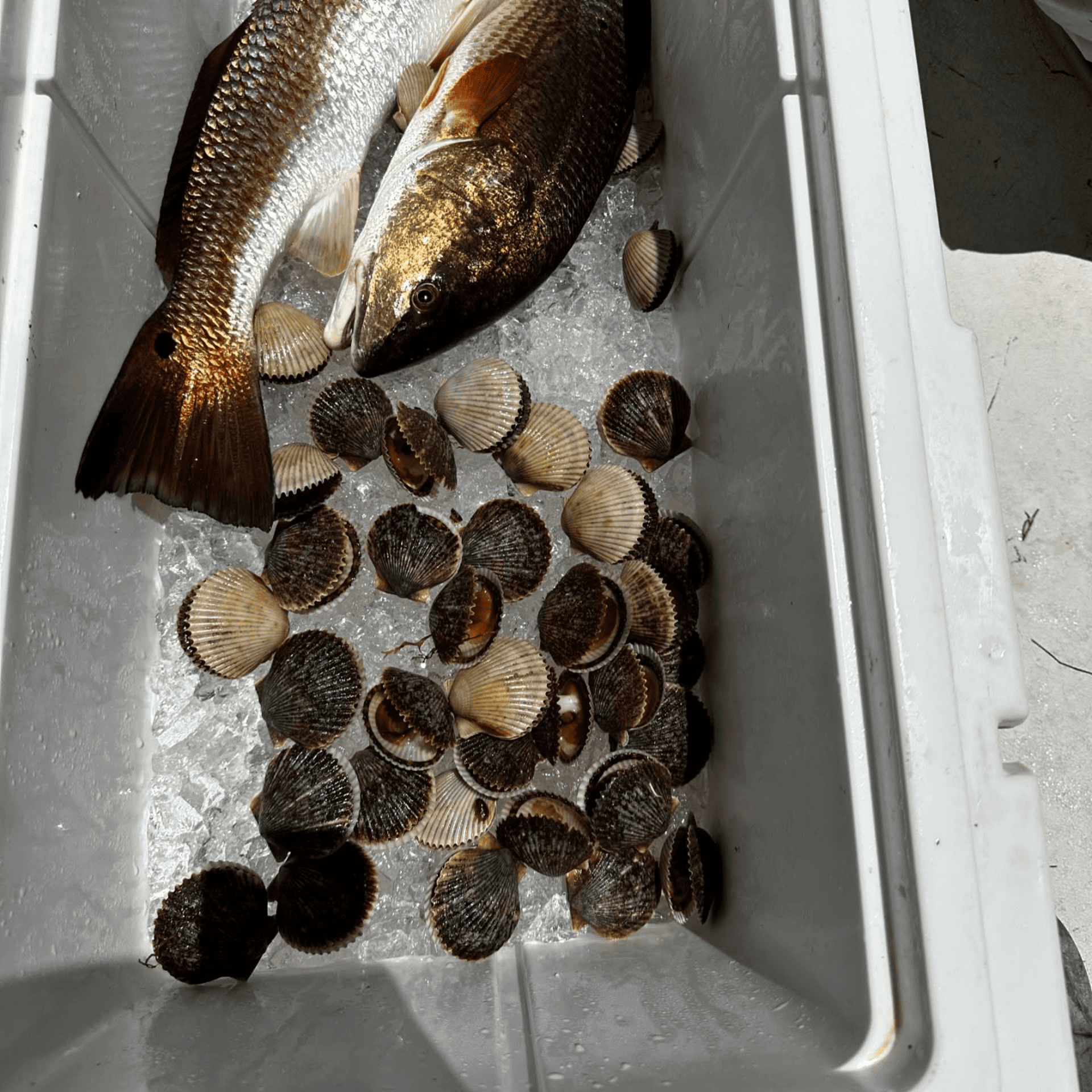 A cooler filled with ice and fish and scallops