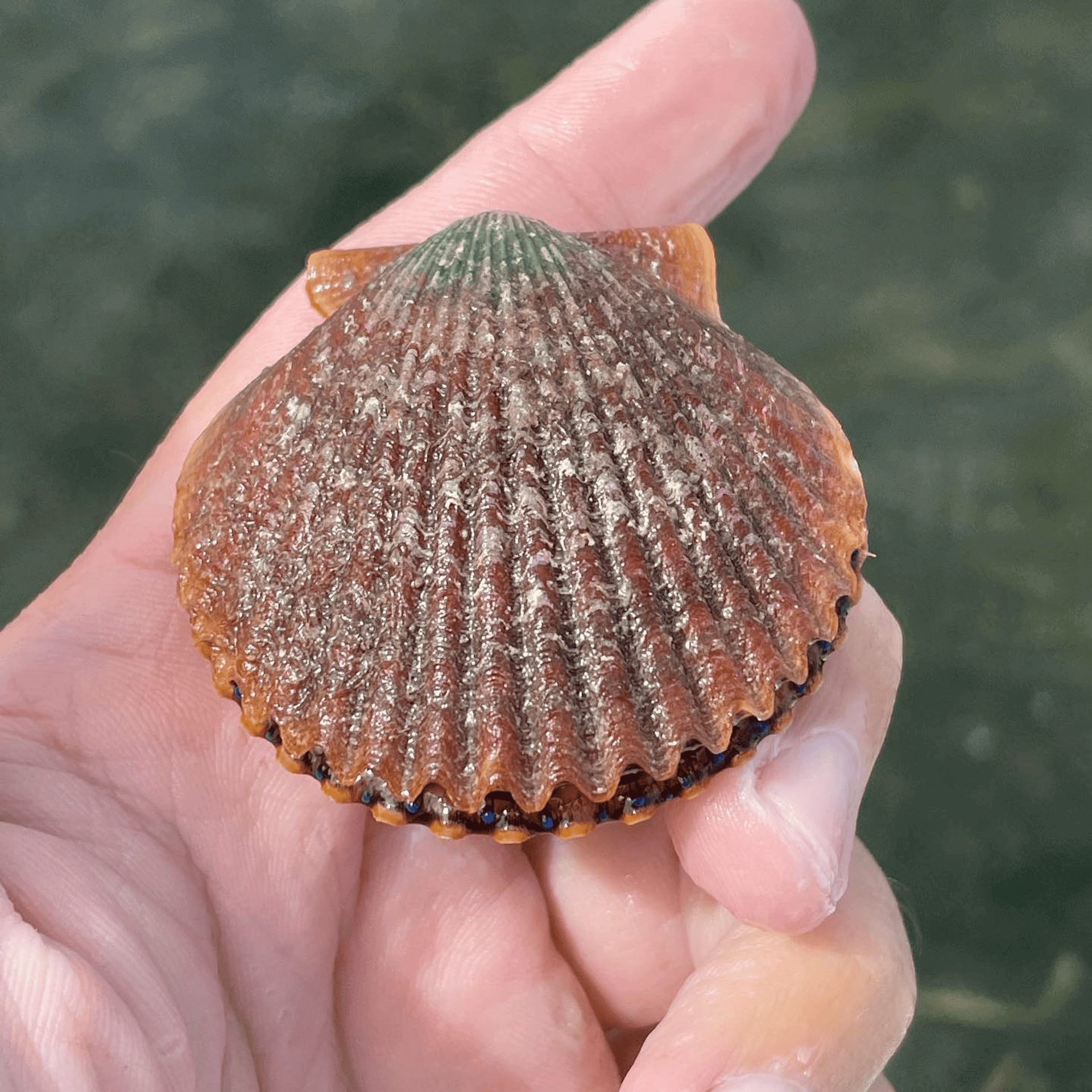 A person is holding a bay scallops in their hand