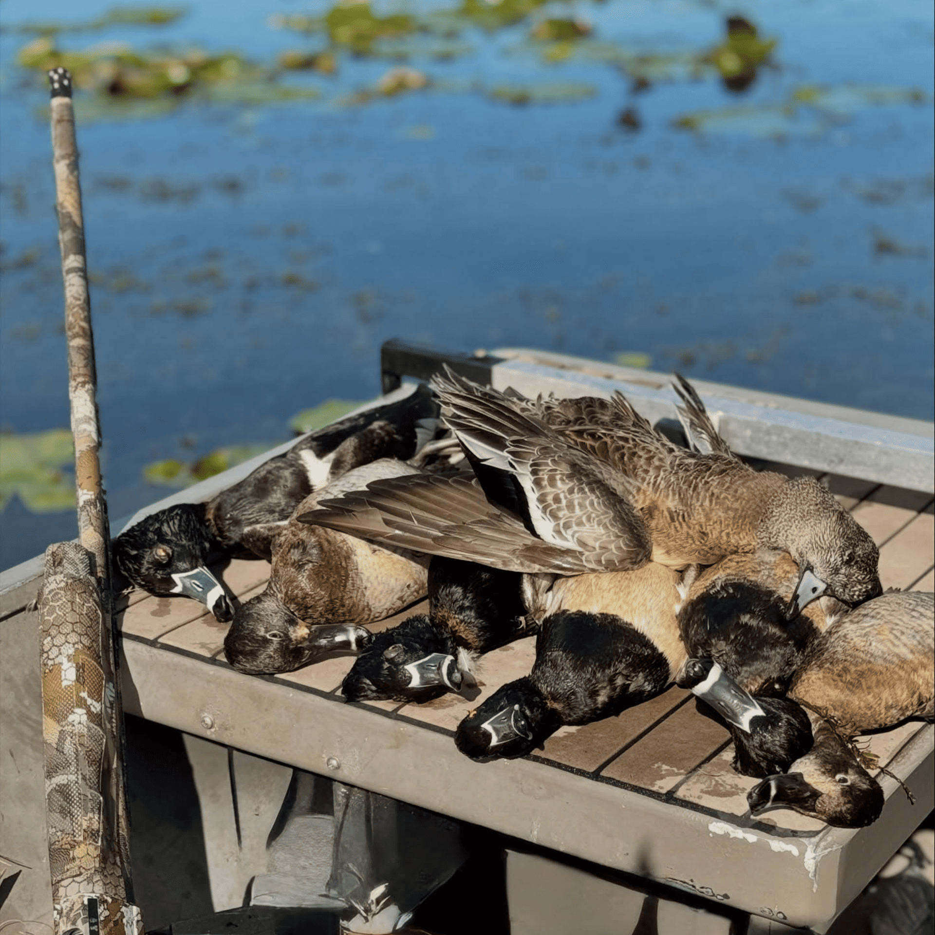 duck from a central florida duck hunt