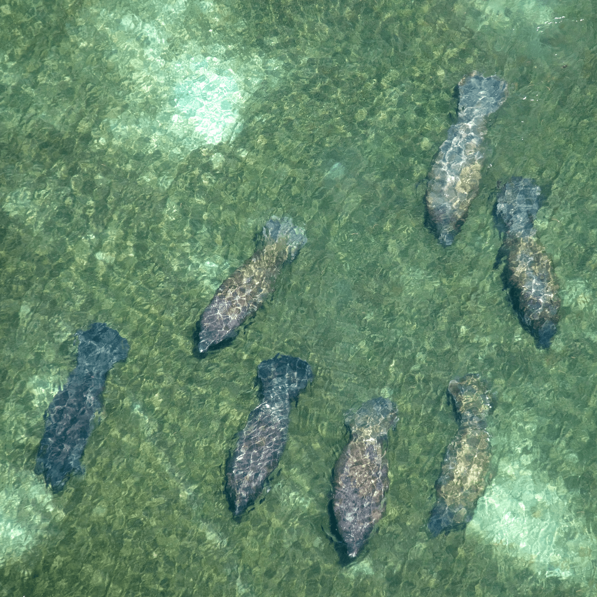 A group of fish are swimming in the water