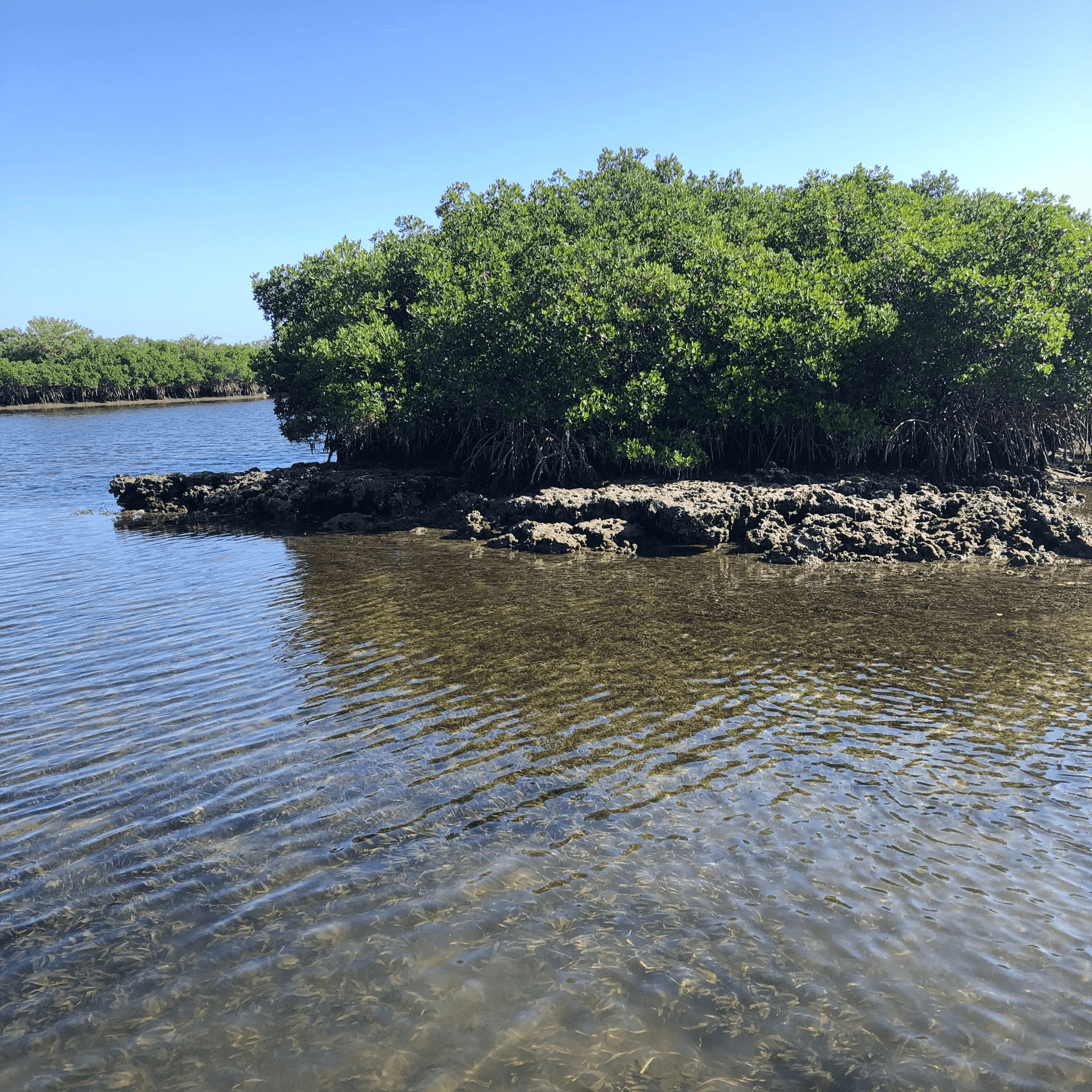 A small island in the middle of a body of water surrounded by trees.