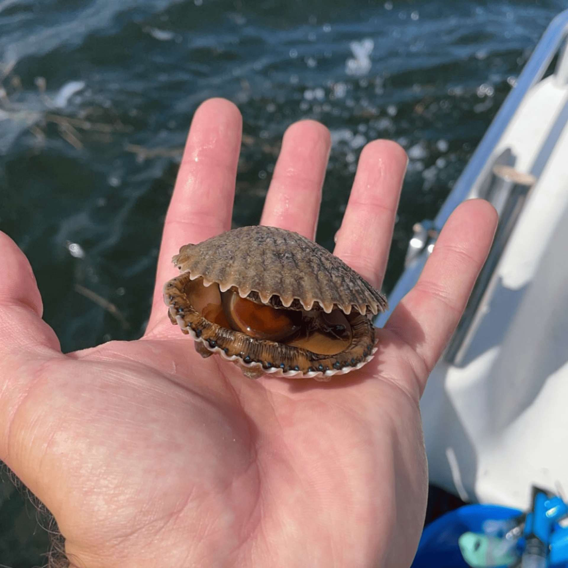 A person is holding a scallop in their hand