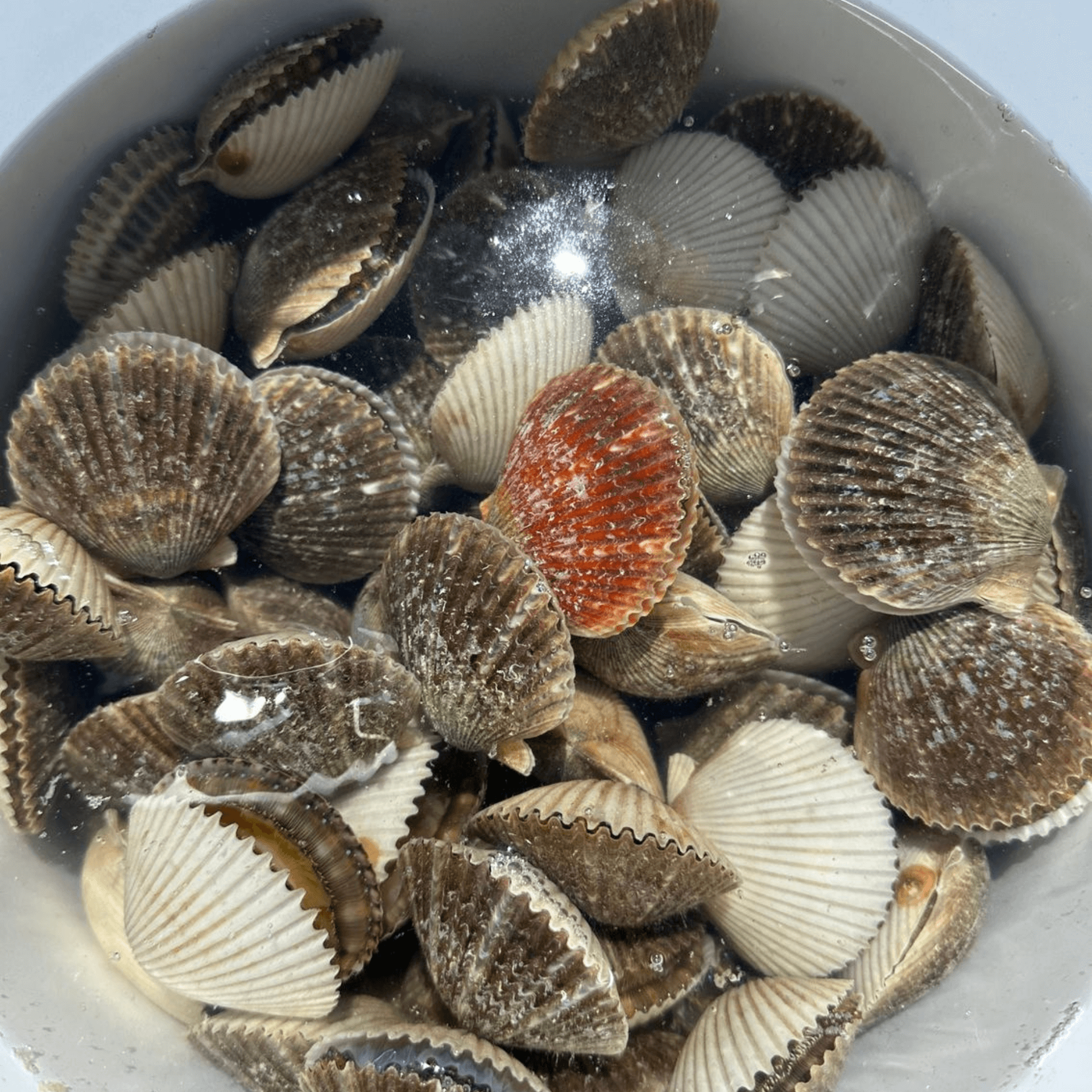 A bowl filled with scallops including one with a red center