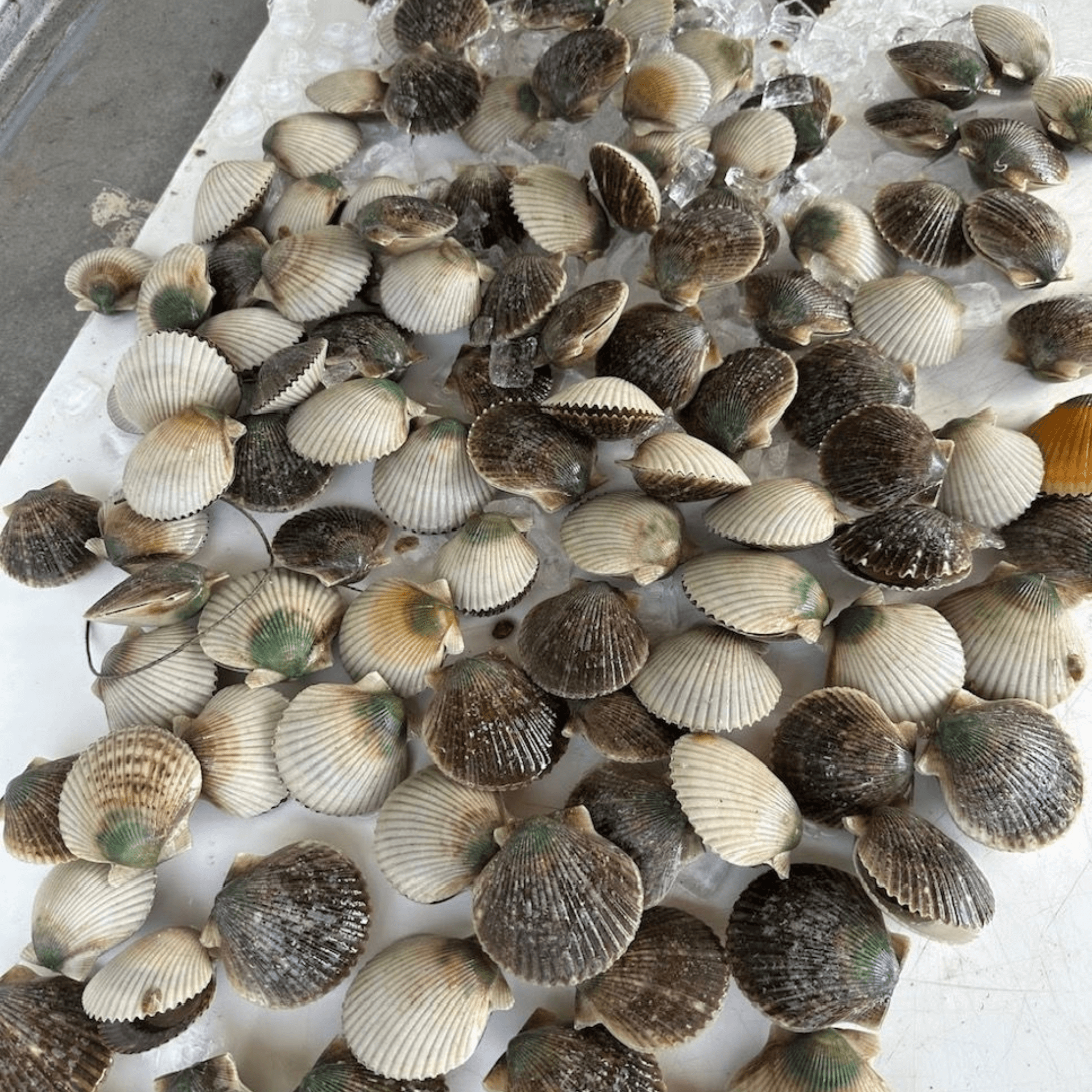 A bunch of scallops are sitting on ice