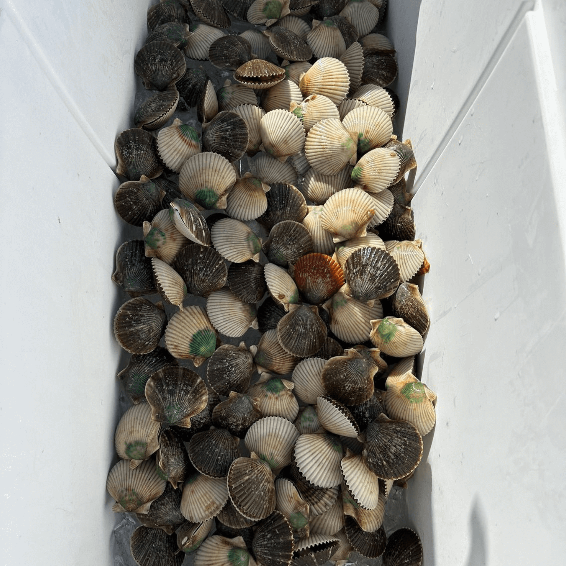 A pile of scallops in a white container