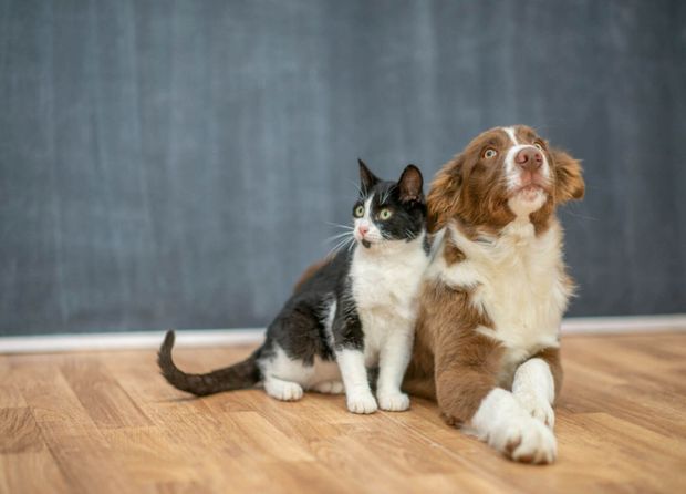 Pet Sitting  Cat and Dog