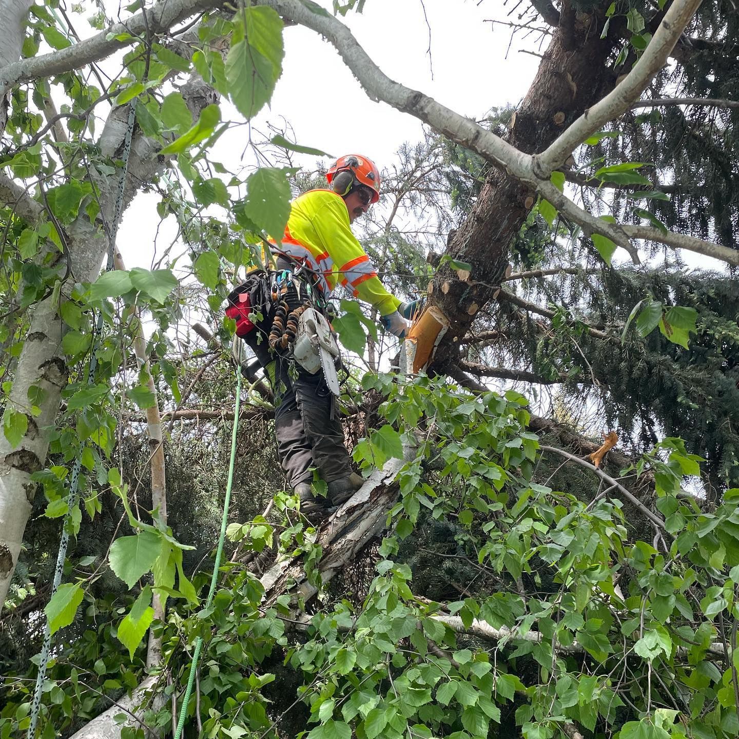 abortist cutting down a tree with a chainsaw