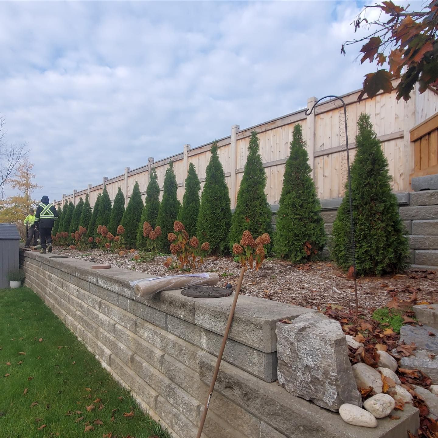 A row of green arborvitae trees