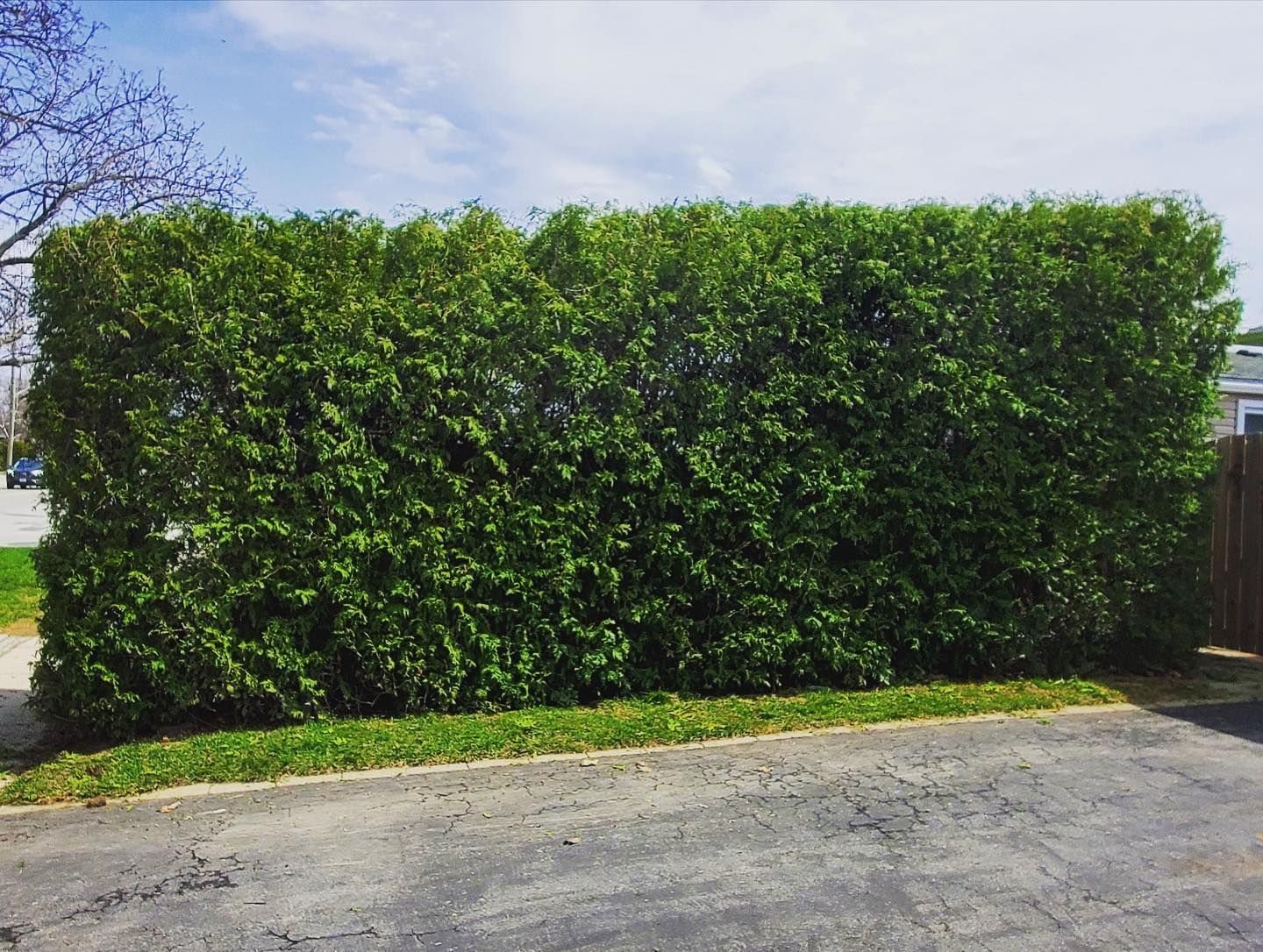 Green hedge along a driveway