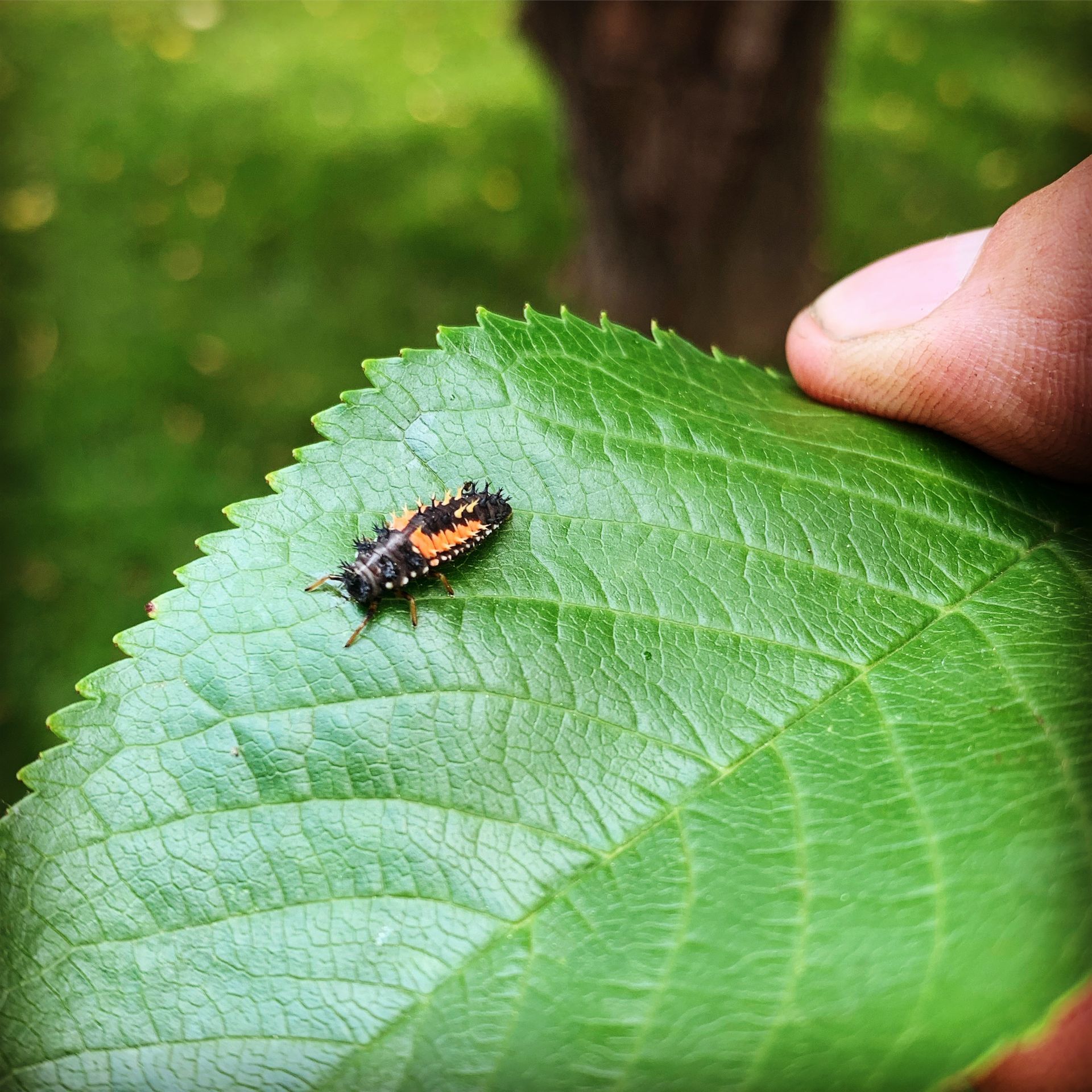 ladybug sitting on top of a leaf