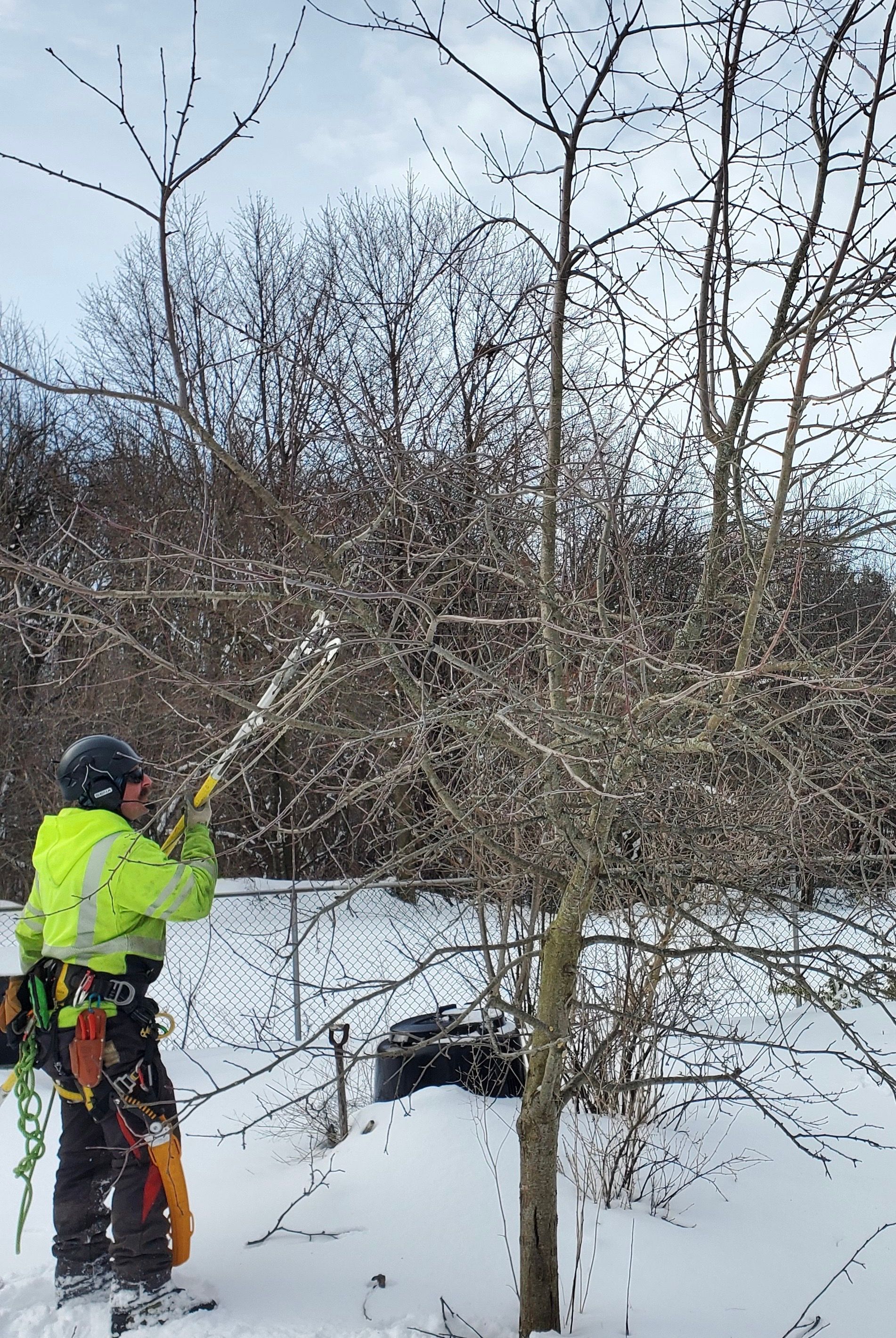 abortist pruning a tree with a chainsaw in the snow.