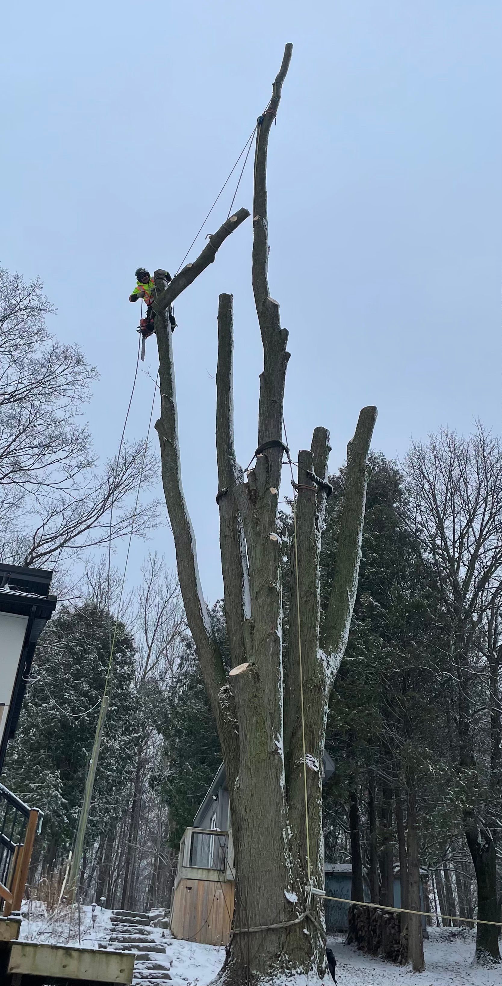 Abortist tree trimming in snow