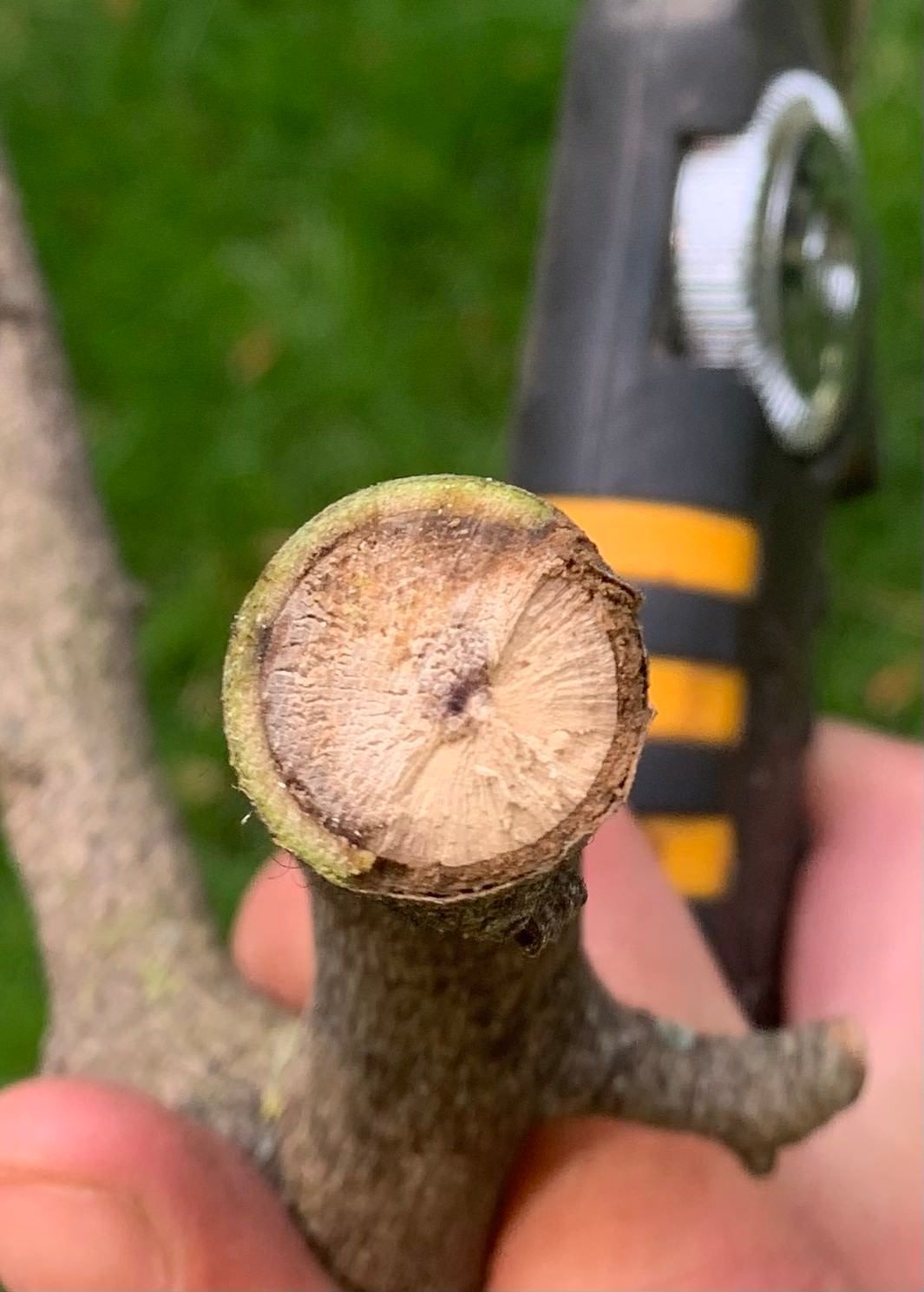 person holding a piece of wood in their hand