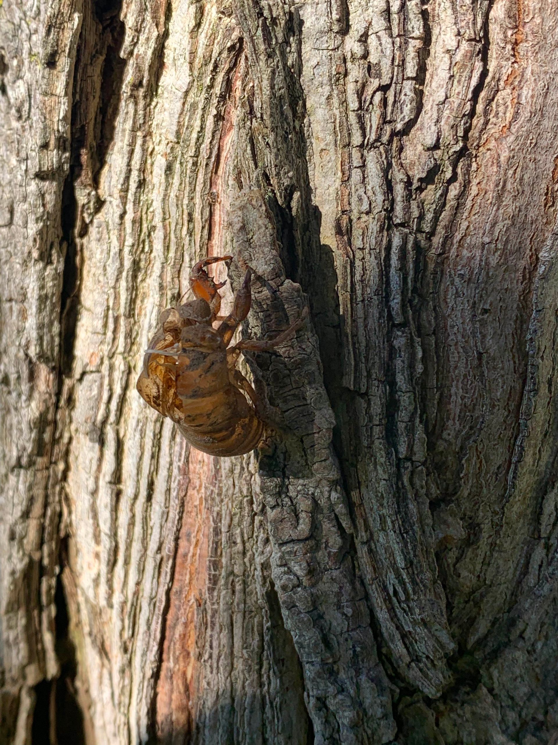 cicada on a tree trunk.