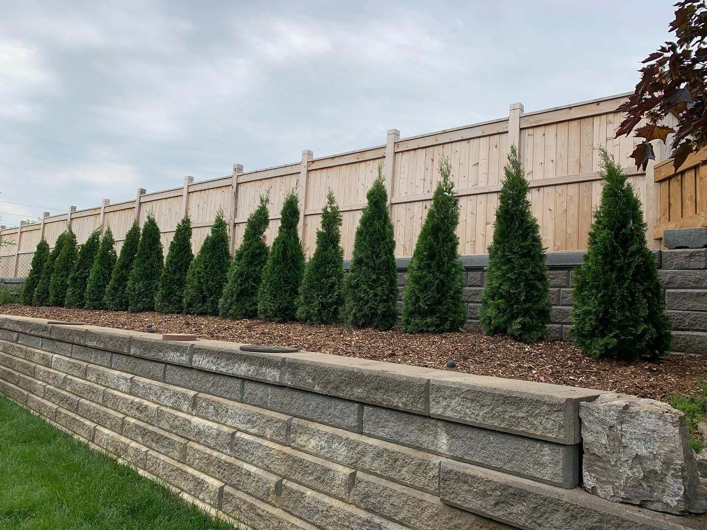 A row of trees growing on a retaining wall next to a wooden fence.