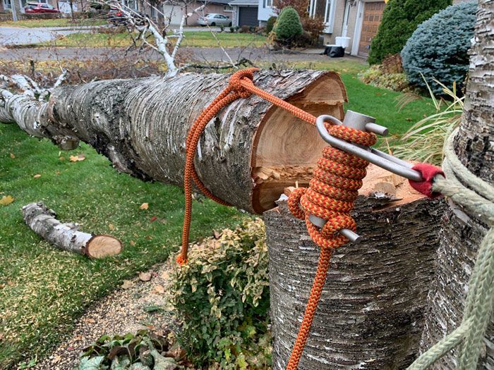 A tree trunk with a rope attached to it.