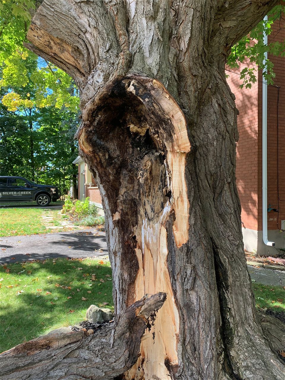 A pile of wood chips and rocks on the ground.
