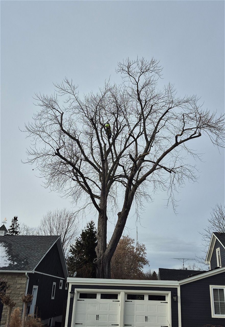 A tree cut out covered in snow