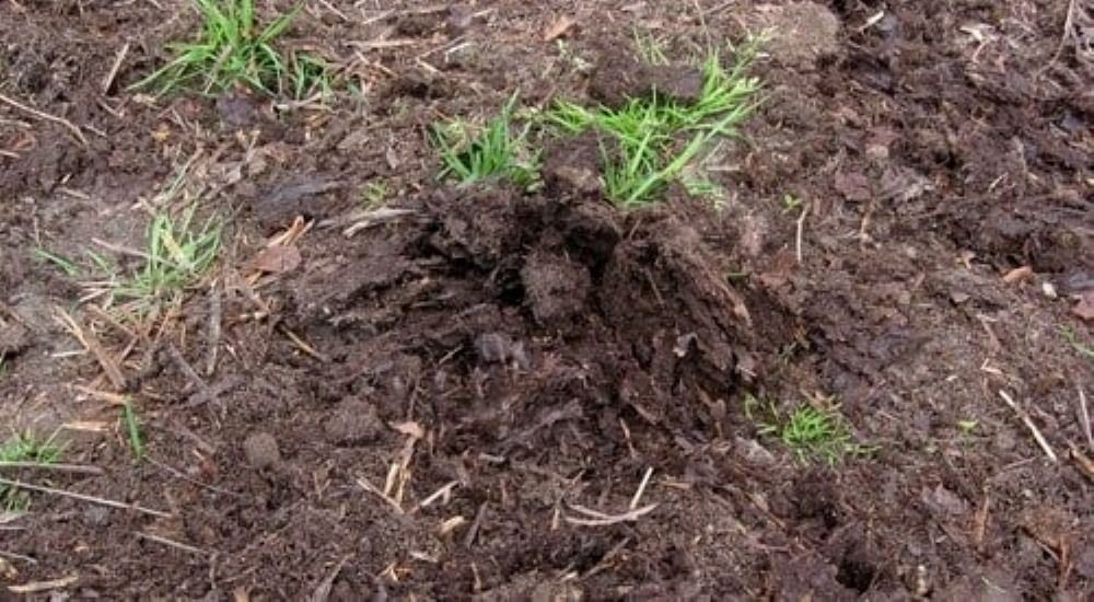 Close-Up of Dark, Rich Soil with Clumps and Patches of Grass — Cessnock Landscaping Supplies In Cessnock, NSW