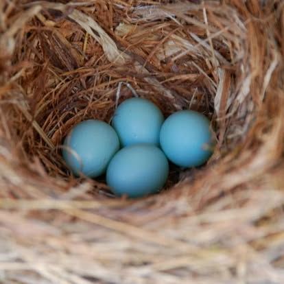 Four blue bird eggs in a woven nest