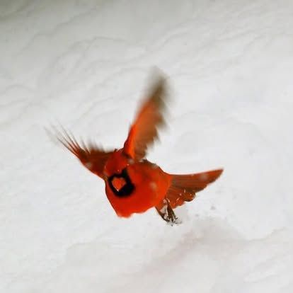 Red bird in flight against a snowy white background, wings blurred in motion.