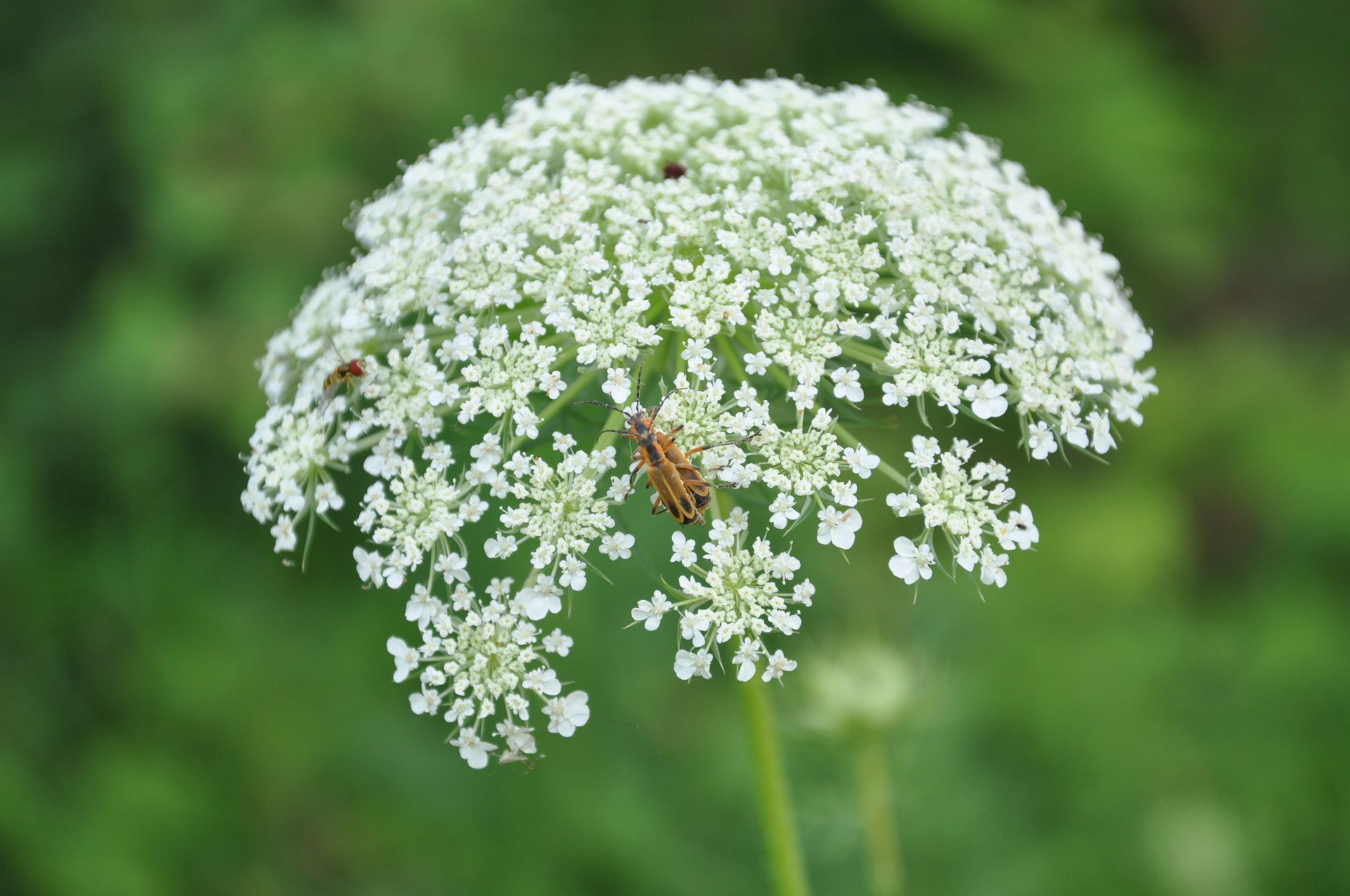 White wildflower cluster on a green stem against a blurred green background