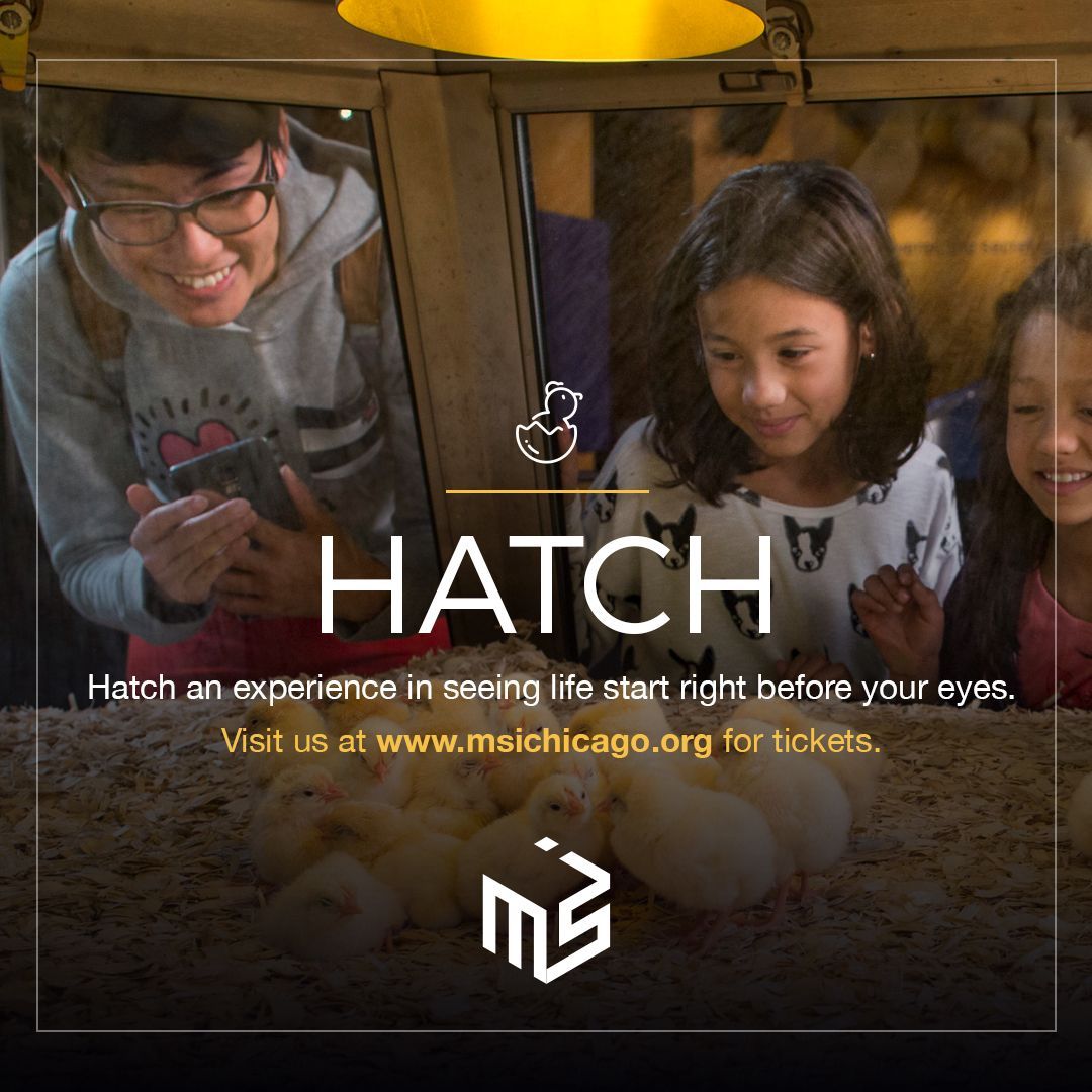 An advertisement for hatch shows a man and two girls looking at eggs
