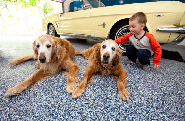 A boy is petting two dogs in front of a mustang.