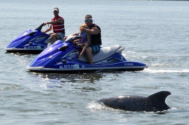 A dolphin is swimming near two people on jet skis