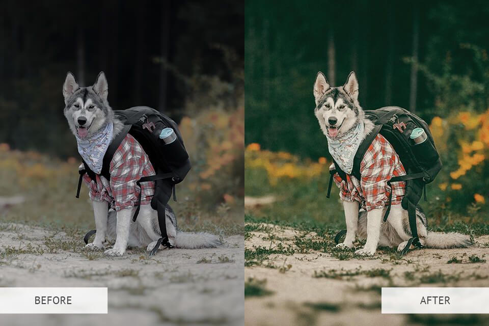 A before and after photo of a husky dog wearing a backpack.