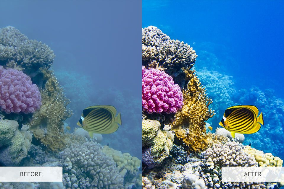 A before and after photo of a coral reef with fish.