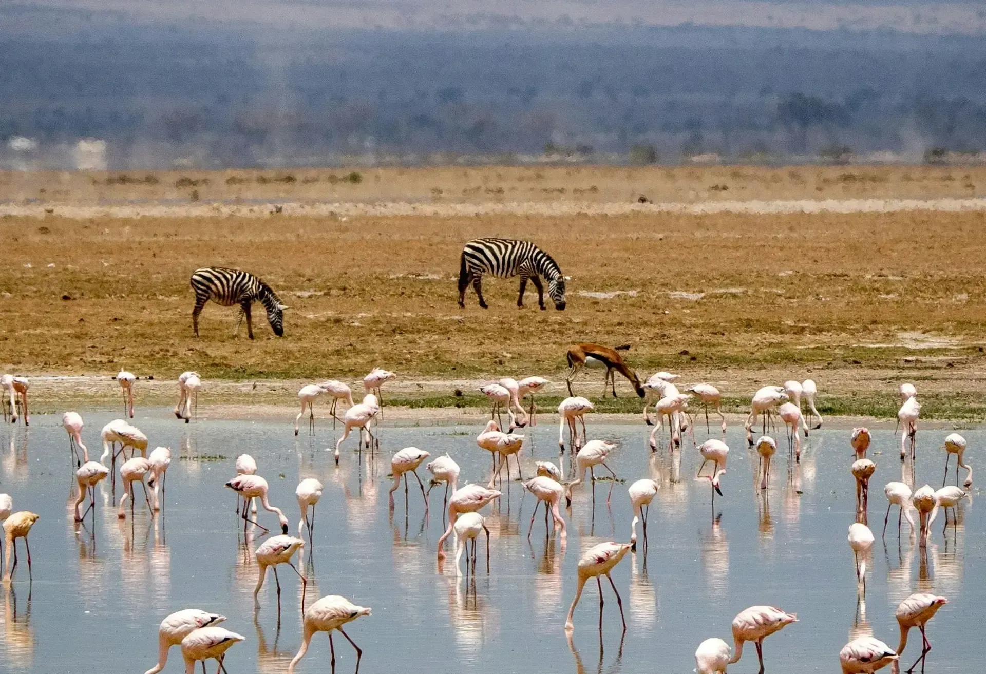 A herd of flamingos standing in a body of water with a zebra in the background in Africa.